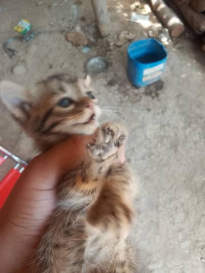 cats for sale