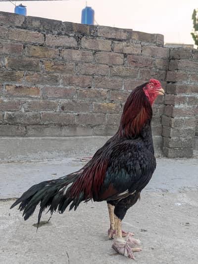 Aseel breeder