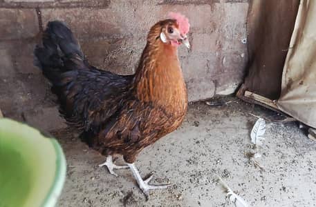 Egg laying hen 03105531600 whattsapp