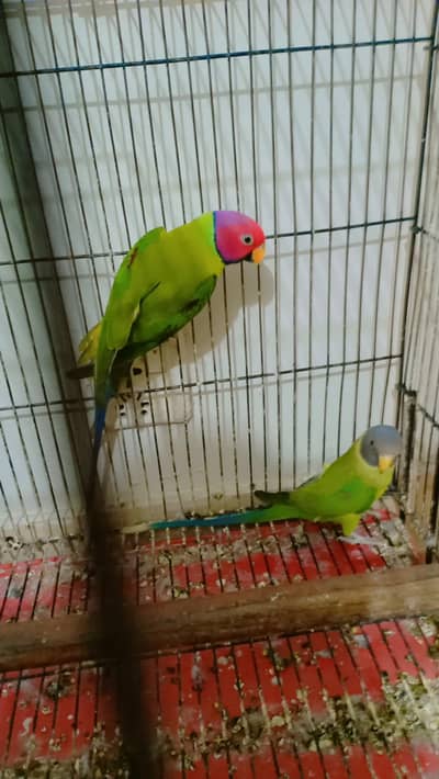 pair parrots