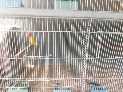 Love birds 5 peice with new condition cage for sale