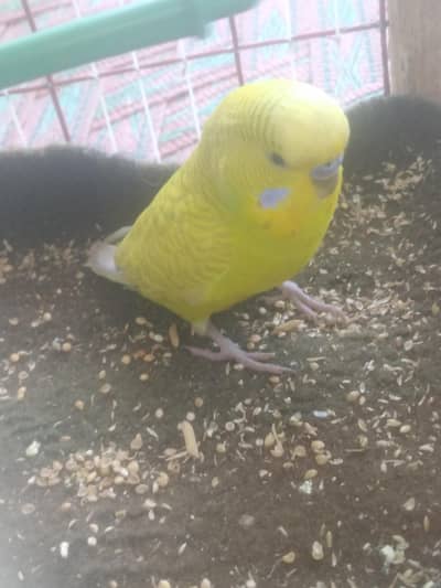 parrot