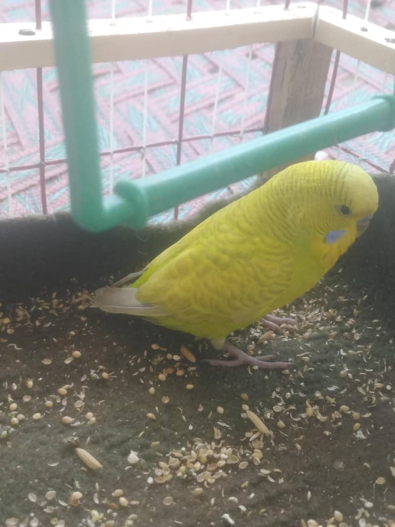parrot 1