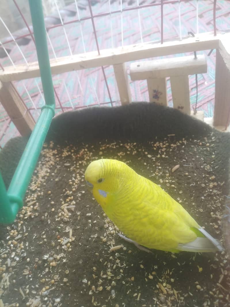 parrot 2