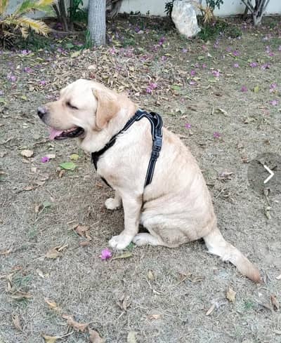 Pure British Labrador Male for Stud