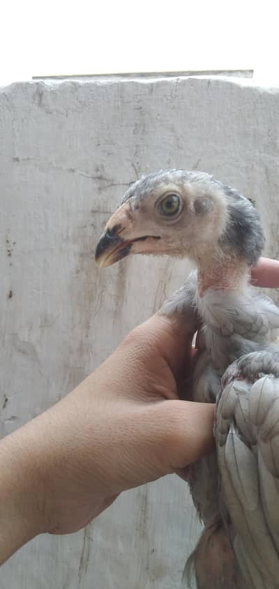 high quality salety shamo chick