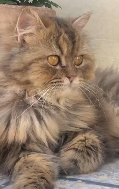 i want to exchange him with a kitten