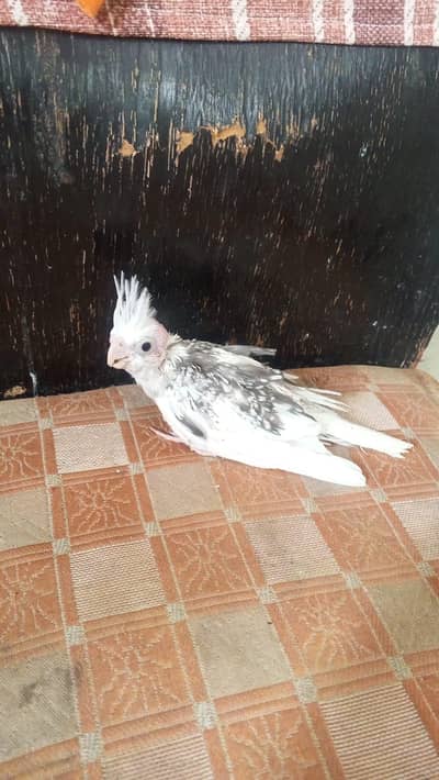 cocktail chick. 03364306545