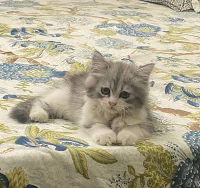 White persian kitten