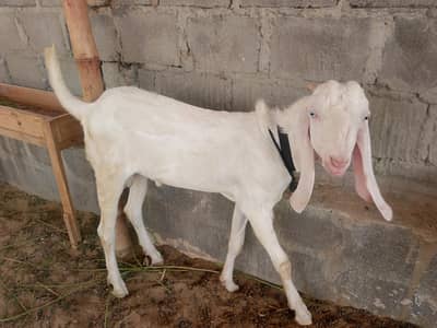Gulabi rajan puri bakra
