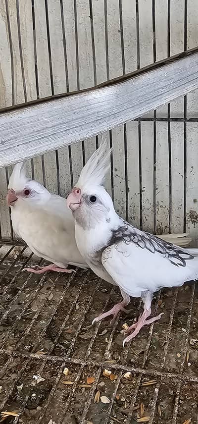 eno red eye and v pied pathy
