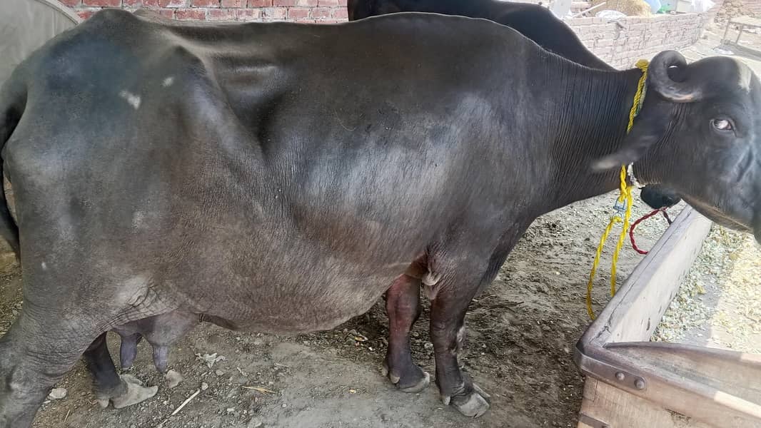 تازہ سوئی ہوئی ہے بھینس 4
