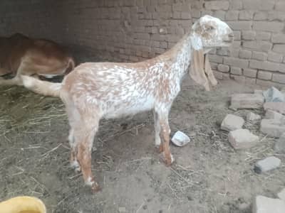 PURE MAKHI CHEENA MALE KIDS