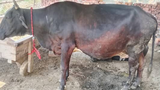 best milking cow
