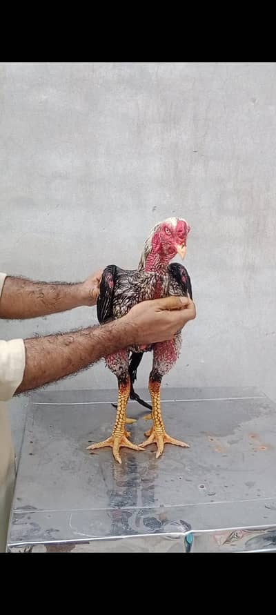 pure Banith Turkish chick's