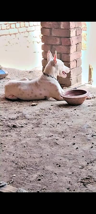 exchange male dog gultari