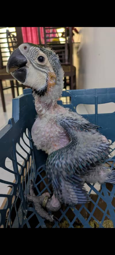 Bule Gold Macaw (Mother Feed) Chick Available.