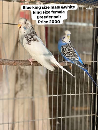 Astrallian king size breeder pairs for sale