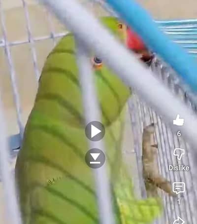 Beautiful Healthy Female Green Ringneck Kathia Parrot for Sale
