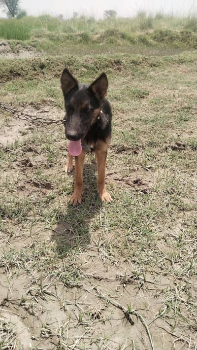 German Shepherd dog long puppy health me 03425864753