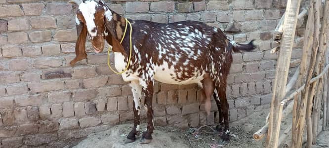 single makha cheeni ghaban bakri