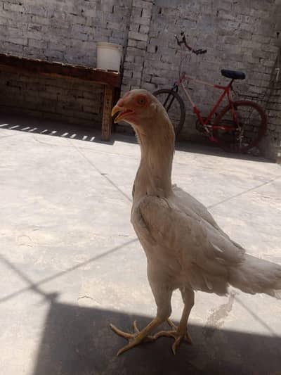 Bhot piyari ha