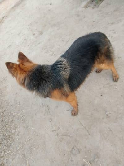 German shepherd