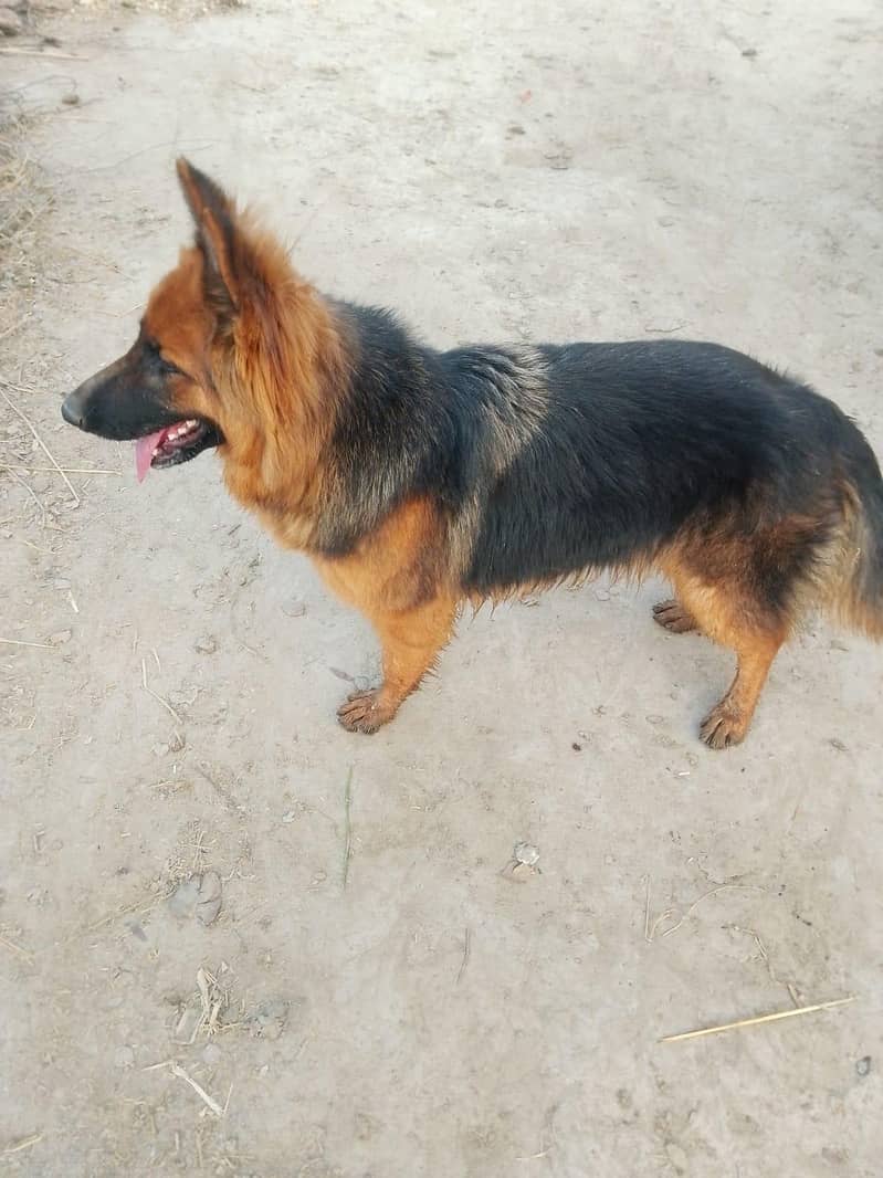 German shepherd 1
