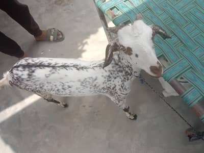 teddy barbari goats