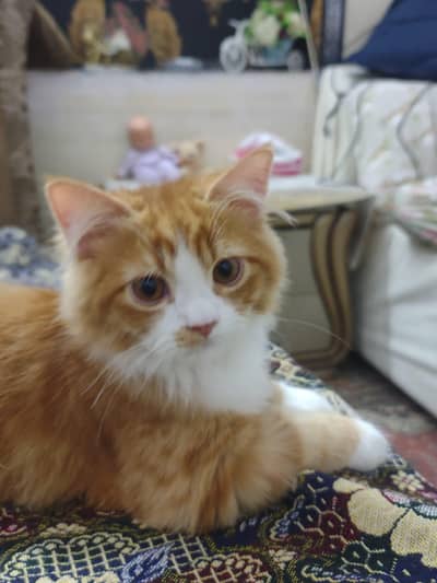Persian male cat