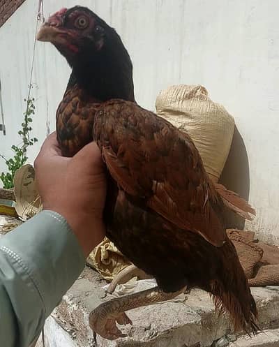 Aseel madi