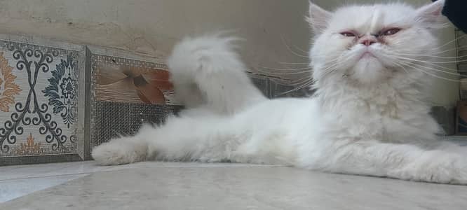 Persian cat