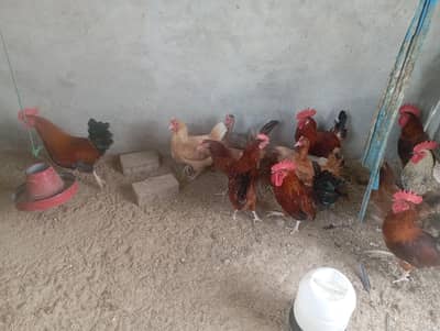 Desi Hens for sale in best price