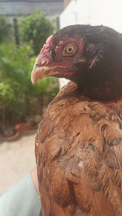 Aseel hen