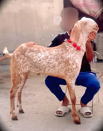 Makhi cheena Male#03274116585