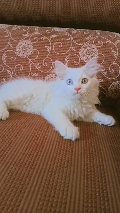 beautiful 2 cat baby's