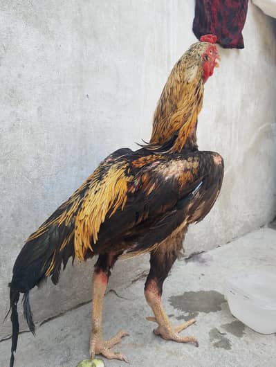pure aseel for sale