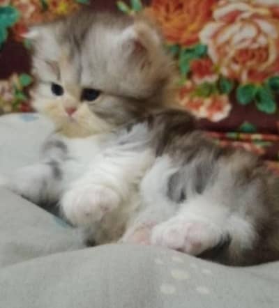 triple coat punch face female