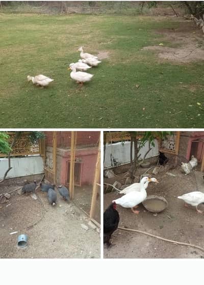Goose breeder pair 5 k