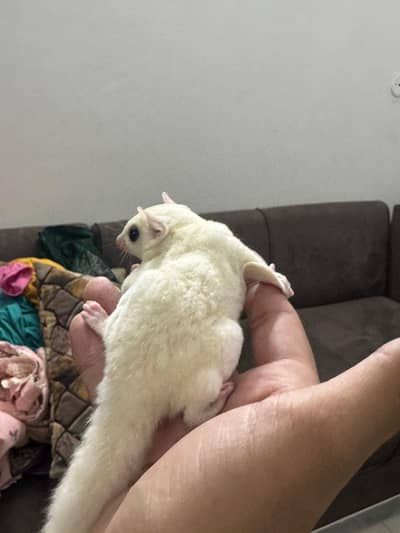 Sugar Gliders available at petsco_pakistan