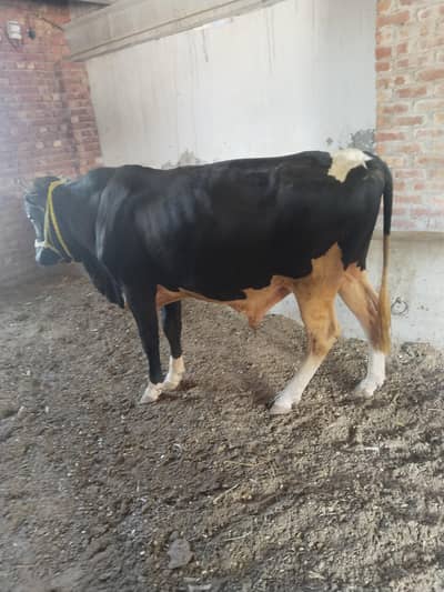 | fresion | bull | waleti | wera