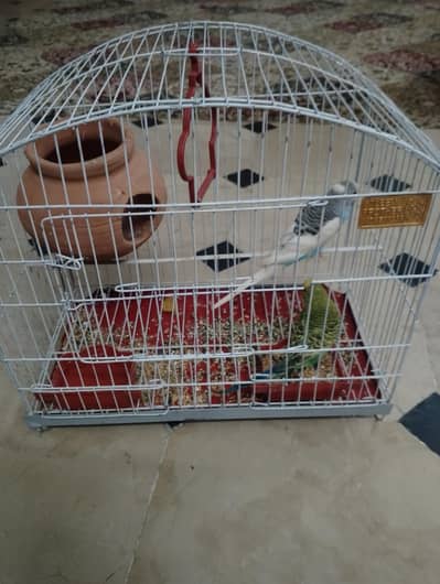 Australian parrot jori with pinjra breeder ha