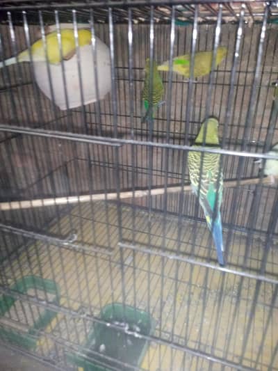 Best parrot