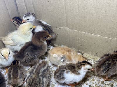 Guinea fowl chakoor chicks and eggs for sale