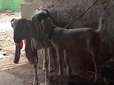 vip goat 03253022388