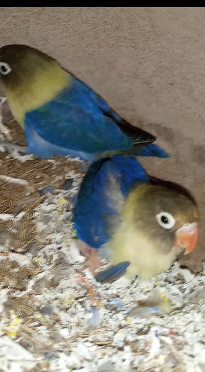parblue ino x parblue split ino with baby
