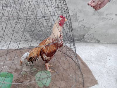 Game Bird