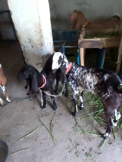 female goats 3month jori  available for sale