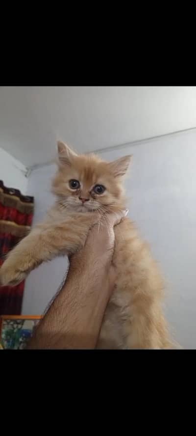 pershina cat