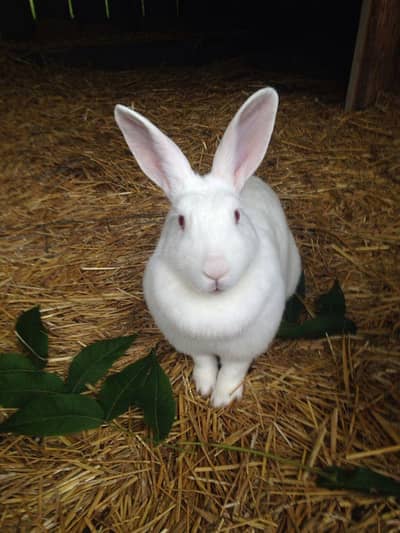  New Zealand White Rabbits for Sale 